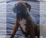 Small Photo #3 Boxer Puppy For Sale in SENECA, KS, USA