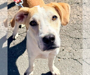 Butter - Male Labrador Retriever-Unknown Mix Dog for Adoption