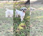 Small #4 Shih Tzu