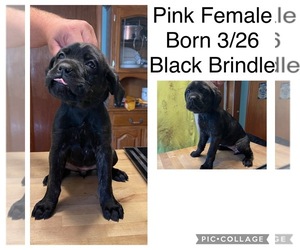 Cane Corso Puppy for Sale in MARTINSVILLE, Indiana USA