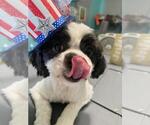 Small #1 Shih Apso