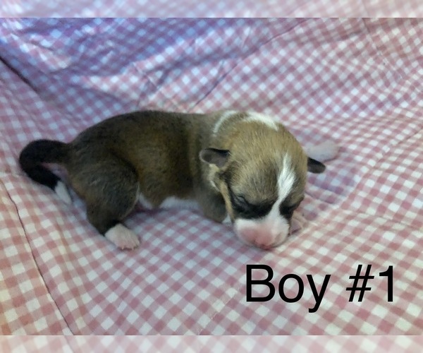 Medium Photo #1 Pembroke Welsh Corgi Puppy For Sale in RAMONA, OK, USA