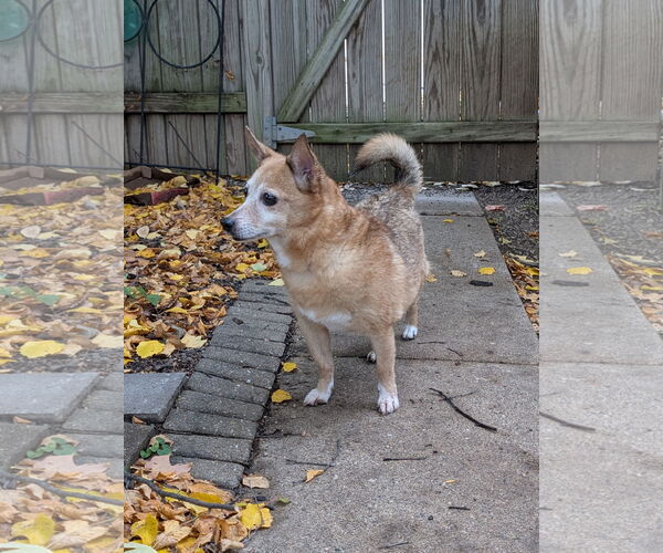 Medium Photo #4 Chihuahua-Unknown Mix Puppy For Sale in Farmington, MN, USA