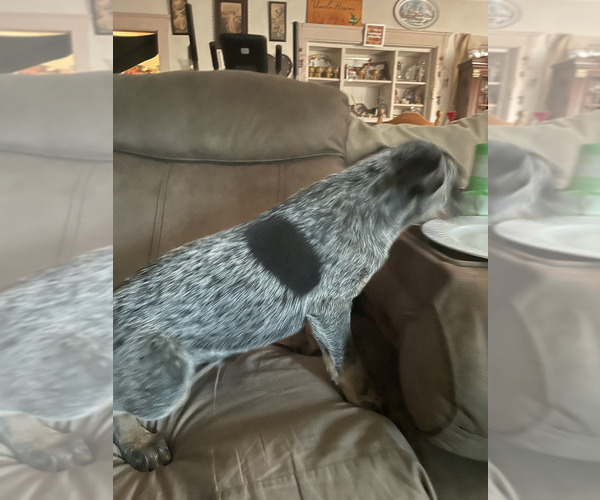 Medium Photo #4 Australian Cattle Dog Puppy For Sale in RIVERSIDE, CA, USA