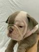 Small Photo #2 English Bulldog Puppy For Sale in DANIA BEACH, FL, USA