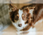 Small Photo #1 Miniature Australian Shepherd Puppy For Sale in HICKORY, NC, USA