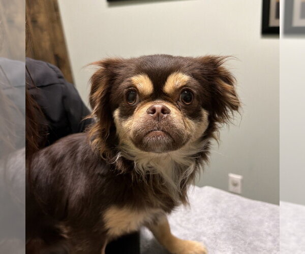 Medium Photo #1 Colonial Cocker Spaniel-Pekingese Mix Puppy For Sale in Chico, CA, USA