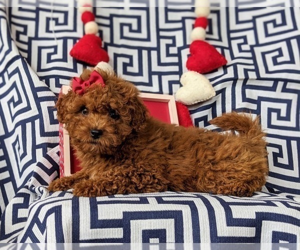 Medium Photo #4 Cavapoo Puppy For Sale in LINCOLN UNIVERSITY, PA, USA