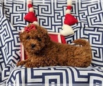 Small Photo #4 Cavapoo Puppy For Sale in LINCOLN UNIVERSITY, PA, USA