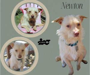 Mutt Dogs for adoption in Lindsay, CA, USA