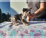 Small Photo #7 French Bulldog Puppy For Sale in Kaposvar, Somogy, Hungary