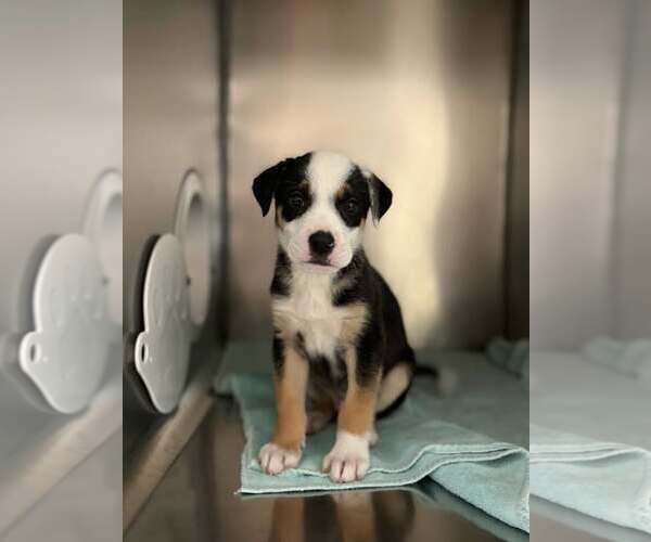 Medium Photo #3 Australian Shepherd Puppy For Sale in Paso Robles, CA, USA