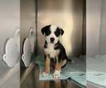 Small #2 Australian Shepherd