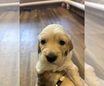 Small #1 Golden Retriever
