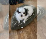 Small #3 Chihuahua