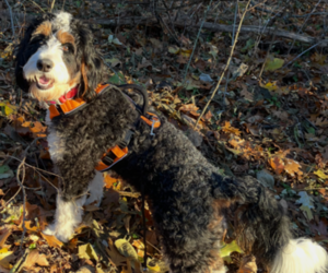 Mother of the Bernedoodle mix (+ Poodle Standard) puppies born on 05/29/2026