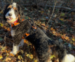 Small Photo #1 Bernedoodle mix (+ Poodle Standard) Puppy For Sale in WAYLAND, MI, USA