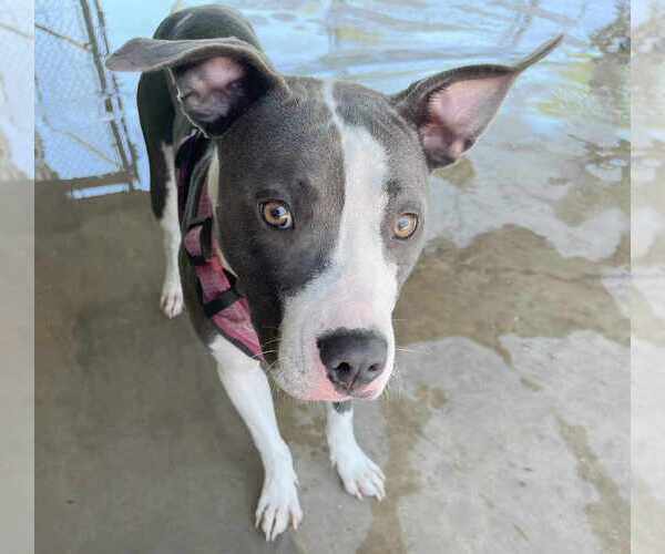 Medium Photo #4 American Staffordshire Terrier-Unknown Mix Puppy For Sale in Missouri City, TX, USA