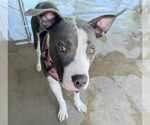 Small #3 American Staffordshire Terrier Mix
