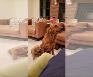 Golden Labrador-Labrador Retriever Mix Puppy for sale in BILLINGS, MT, USA