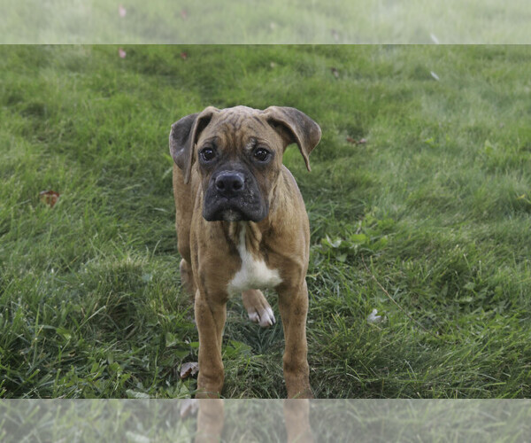 Medium Photo #6 Boxer Puppy For Sale in SHIPSHEWANA, IN, USA