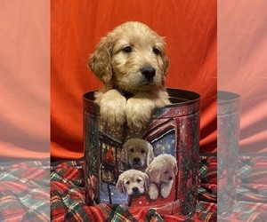 Goldendoodle Puppy for sale in WYANDOTTE, MI, USA
