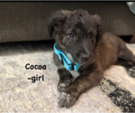 Cocoa Lou - Female Labrador Retriever-Unknown Mix Dog for Adoption - Small photo
