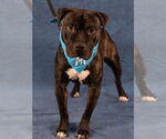 Small #2 American Staffordshire Terrier Mix