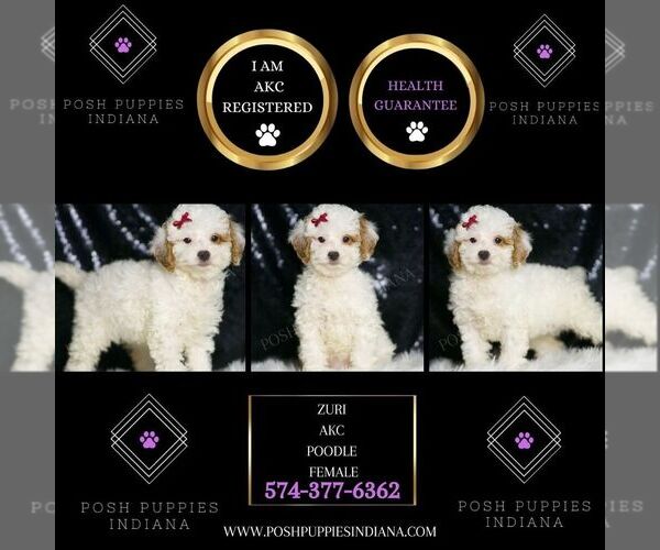Medium Photo #3 Poodle (Toy) Puppy For Sale in WARSAW, IN, USA