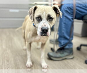 Mutt Dogs for adoption in Martinez, CA, USA