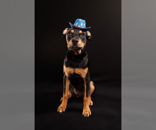 Medium Photo #1 American Staffordshire Terrier-Chihuahua Mix Puppy For Sale in McKinney, TX, USA