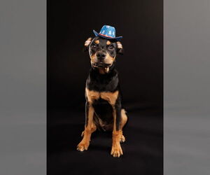 American Staffordshire Terrier-Chihuahua Mix Dogs for adoption in McKinney, TX, USA