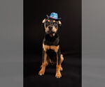 Small American Staffordshire Terrier-Chihuahua Mix