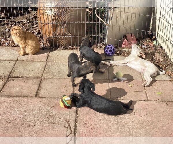Medium Photo #12 Mutt Puppy For Sale in San Diego, CA, USA
