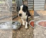 Small Photo #3 American Staffordshire Terrier-Unknown Mix Puppy For Sale in San Antonio, TX, USA
