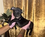 Puppy Puppy 7 American Bully