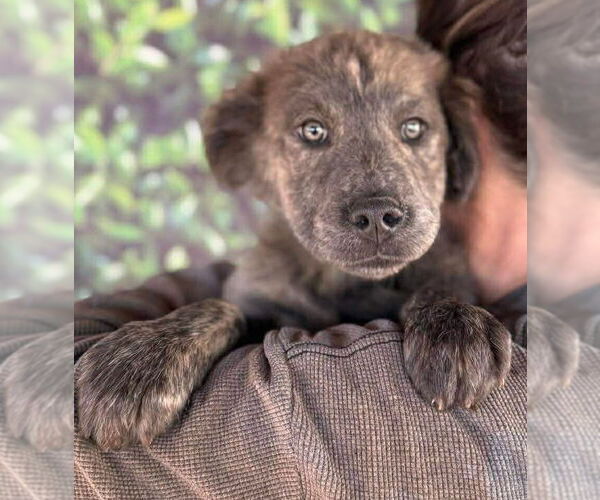 Medium Photo #15 Mutt Puppy For Sale in New York, NY, USA