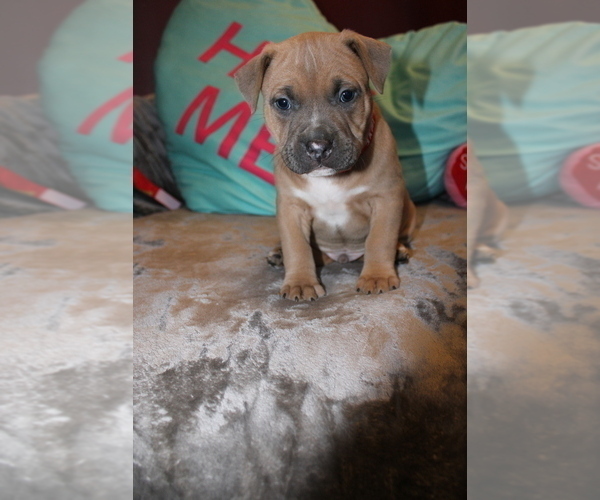 Medium Photo #6 American Bully Puppy For Sale in NORWALK, CT, USA