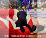 Puppy Comet Double Doodle