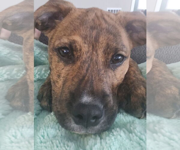 Medium Photo #2 American Pit Bull Terrier-Unknown Mix Puppy For Sale in Germantown, OH, USA