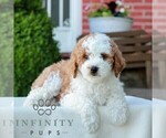 Small #3 Goldendoodle (Miniature)