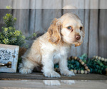 Small #2 Cocker Spaniel