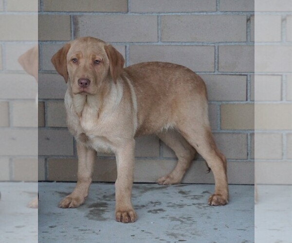 Medium Photo #3 Labrador Retriever Puppy For Sale in FREDERICKSBG, OH, USA