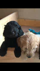 Goldendoodle Puppy for sale in ELLICOTTVILLE, NY, USA