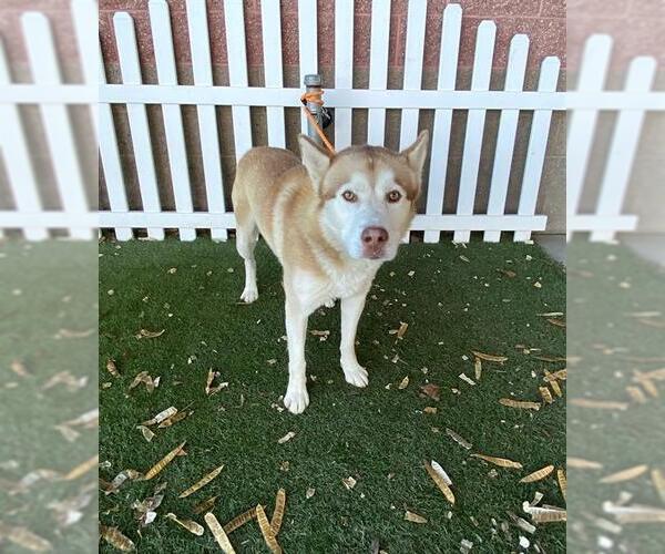 Medium Photo #1 Siberian Husky Puppy For Sale in Modesto, CA, USA