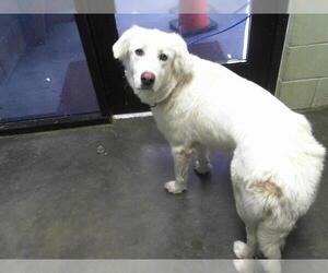 Great Pyrenees-Unknown Mix Dogs for adoption in Tulsa, OK, USA