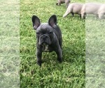 Small Photo #52 French Bulldog Puppy For Sale in WHITTIER, CA, USA