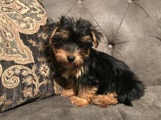 Morkie Puppy for sale in AZLE, TX, USA