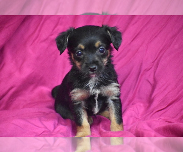 Medium Photo #1 Yorkipoo Puppy For Sale in ELDORADO, OH, USA