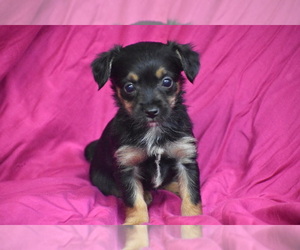 Yorkipoo Puppy for sale in ELDORADO, OH, USA
